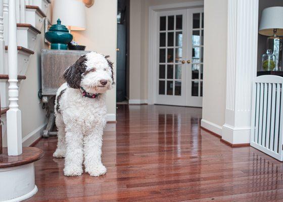 Chief, the Spinger/Poodle, learning how to "wait" in the doorway during Private training.