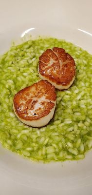 Scallops over sweet pea risotto