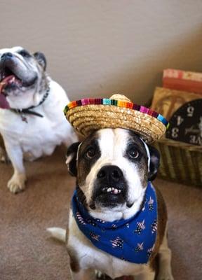 "Bull Dozer" our handsome old man a 10 year old Mixed breed American Bull Dog, Boxer mix