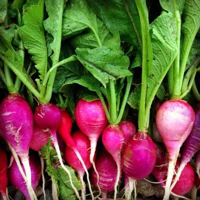 Radishes