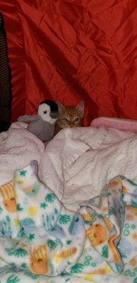 Tiny rescue kitten supported by Lil Roar Cat Rescue!