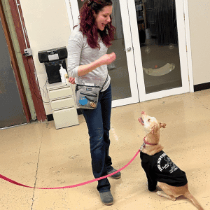 Zoie Keast, CPDT-KA teaching a dog to sit during Adult Basics dog training class.