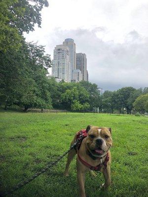 Dog walking on the Upper West Side