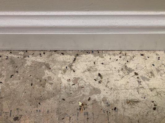 Mouse droppings on the third floor outside the elevator.