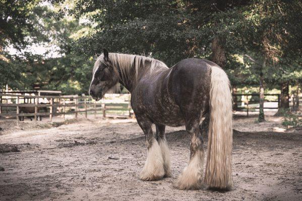 Beautiful horse boarded at Banshee Ranch.