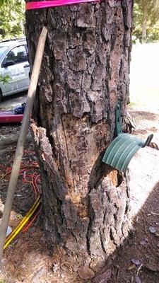 Dead/rotten pine tree approx. 10 feet from house.