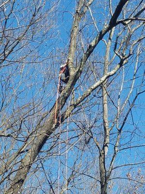 Taking down a monster tree!