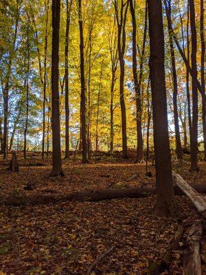 Late afternoon walk on Anchor Diamond trail, mid October, 2020