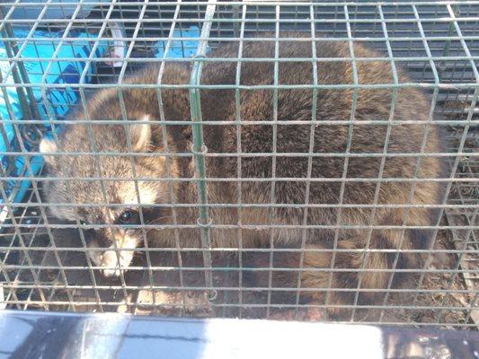 The biggest Raccoon I have ever seen or caught!