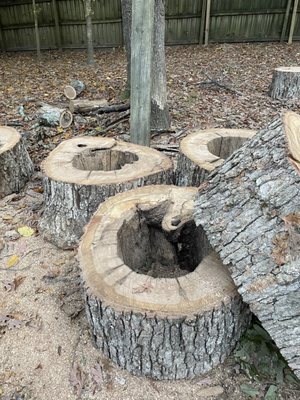 This is why the tree had to come down.  It had rotted from the center it became hollow in the middle. It would have destroyed my house.