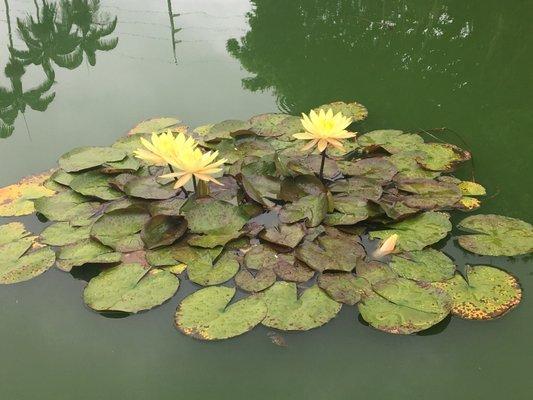 Yellow Lotus, so pretty