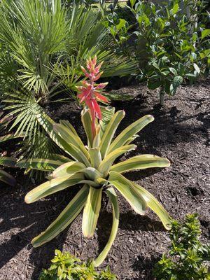 Bromeliad variegated mexicana  
 #samalandscape