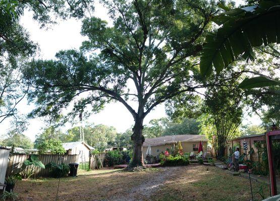 Tree removal before