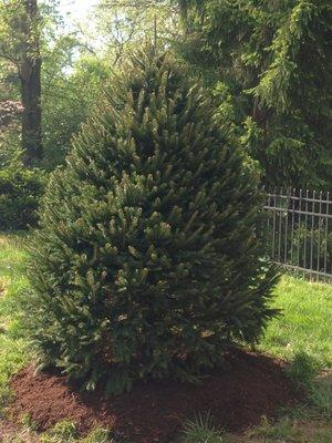 Norway spruce