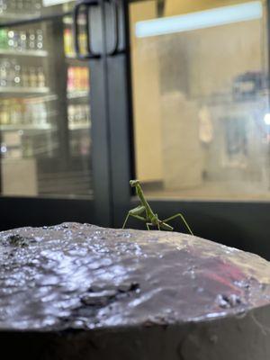 Praying mantis after getting a donut!