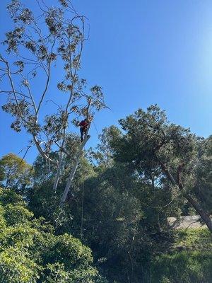 Tree Trimming