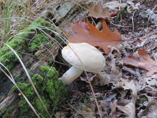 Mushroom on purple trail