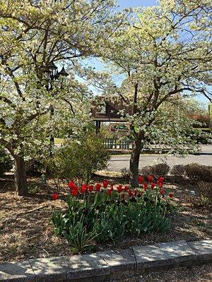 Spring at Wickman Gardens.