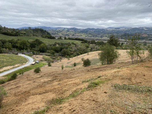 Brush mulching of poison oak, chamise brush, live oak and black berries.  Geyserville, CA.