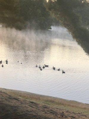 Geese at our site