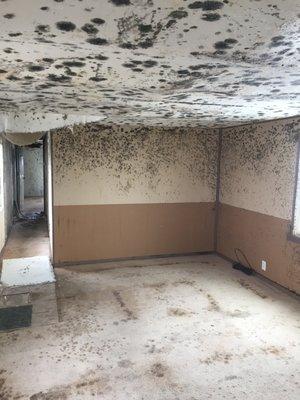 Got Mold? We can Help!