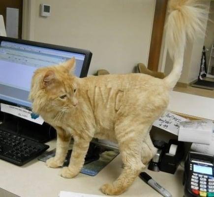 Max, the VVC clinic cat