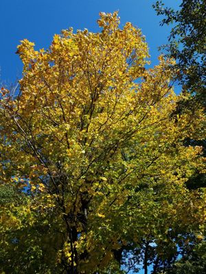 Fall colors are coming