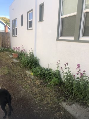 Left all the weeds along side of house