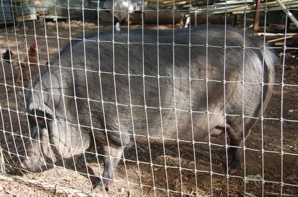 Pot bellied pig