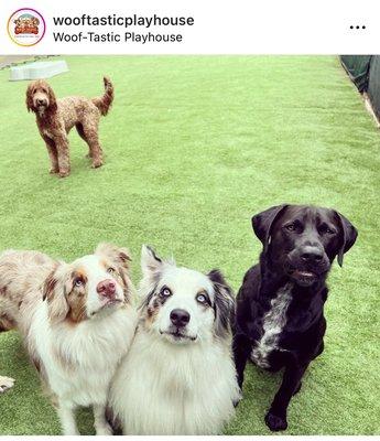 Wooftastic's outdoor yard area