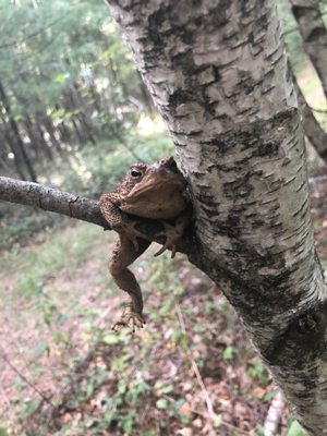 Frog in a tree