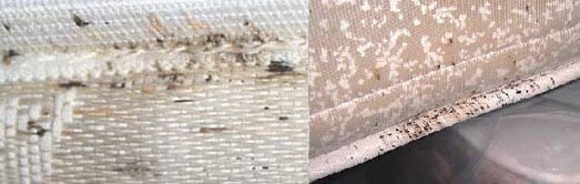 bed bug feces on mattress