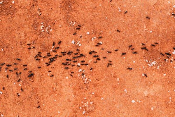 Invested with ants? Grand Oaks has an ant treatment and preventative maintenance services that will keep them out of your house.