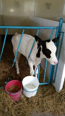 Baby cows...you can't beat that!