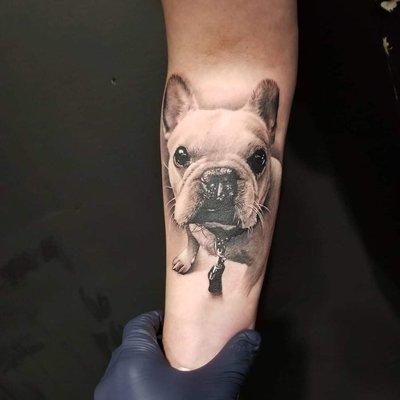 Frenchie portrait