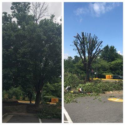 Tree trimming before/after pic