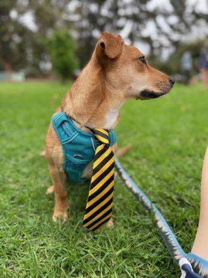 Basic Obedience Graduation