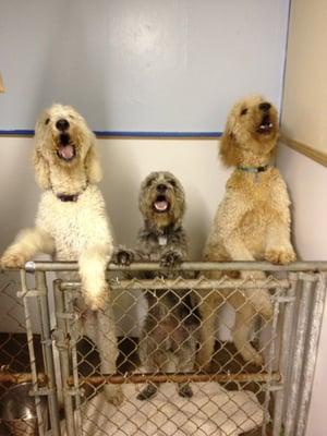 the 3 amigos singing for dinner :-)