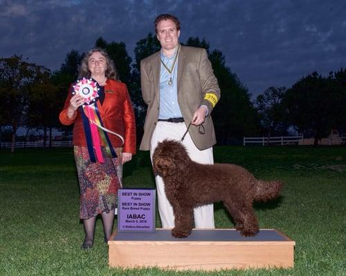 From the IABCA show where Izzy won Best in Show Puppy (twice) and Best Rare Breed Puppy. Thank you Eloise for making her look so great.