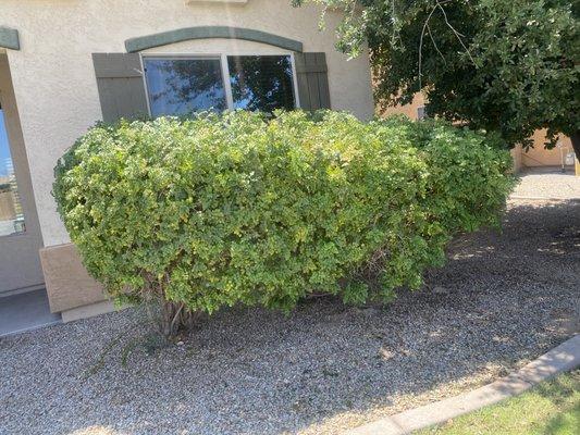 Trimmed bush and shaped