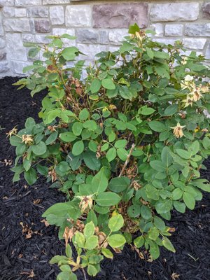 Rose bush was pretty much DOA. We've been trying to nurse it back, but I don't have high hopes.