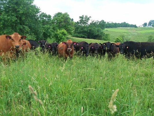 Wagner Farms Grass Finished Beef