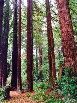 Where the Pacific Ocean meets the Redwood Trees