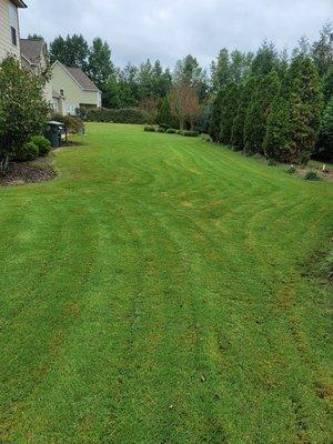 Manicured this clients lawn with waves throughout in a neighborhood near down town Fayetteville, NC.