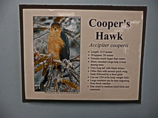 Cooper's Hawk