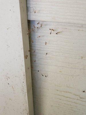 Texas Pride Termite and Pest Control