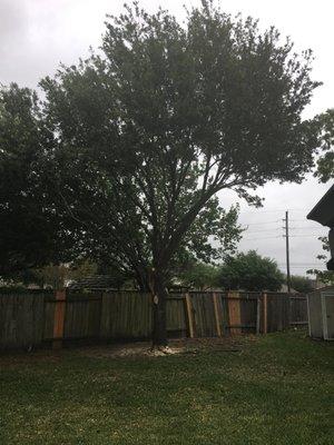 This tree had never been trimmed and had A LOT of clutter.