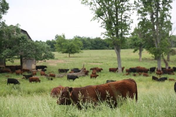 Our cows from Braeburn Farm are raised entirely on pasture & live to be over two years old, lending to great flavor & marbling.