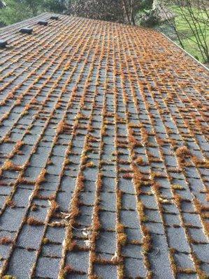 Here is a before picture of a composition roof with heavy moss.