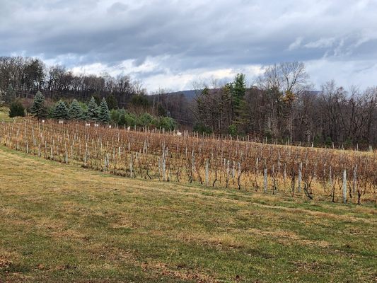 View of the vineyard.